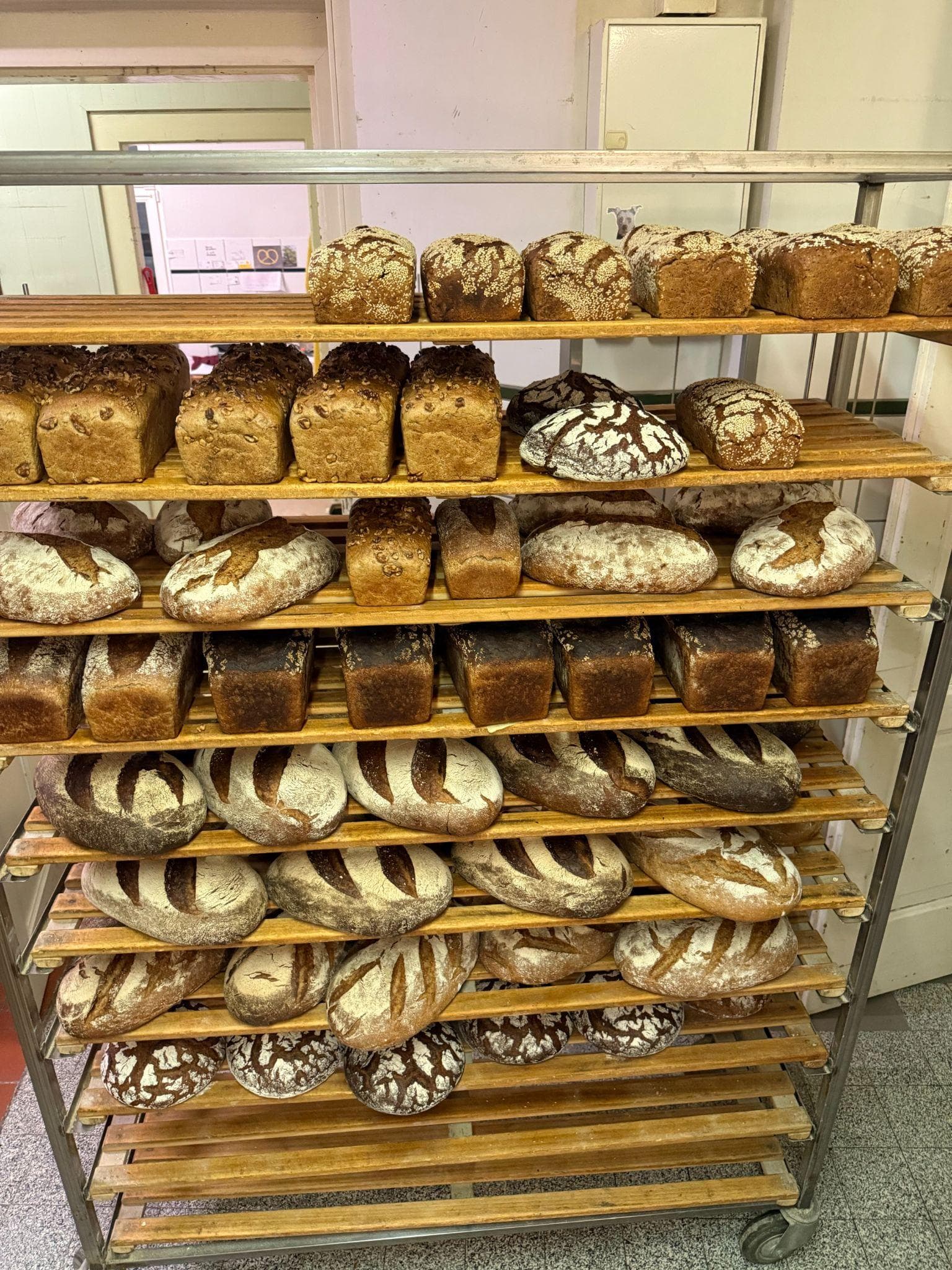 Frische Brote im Regal der Backstube